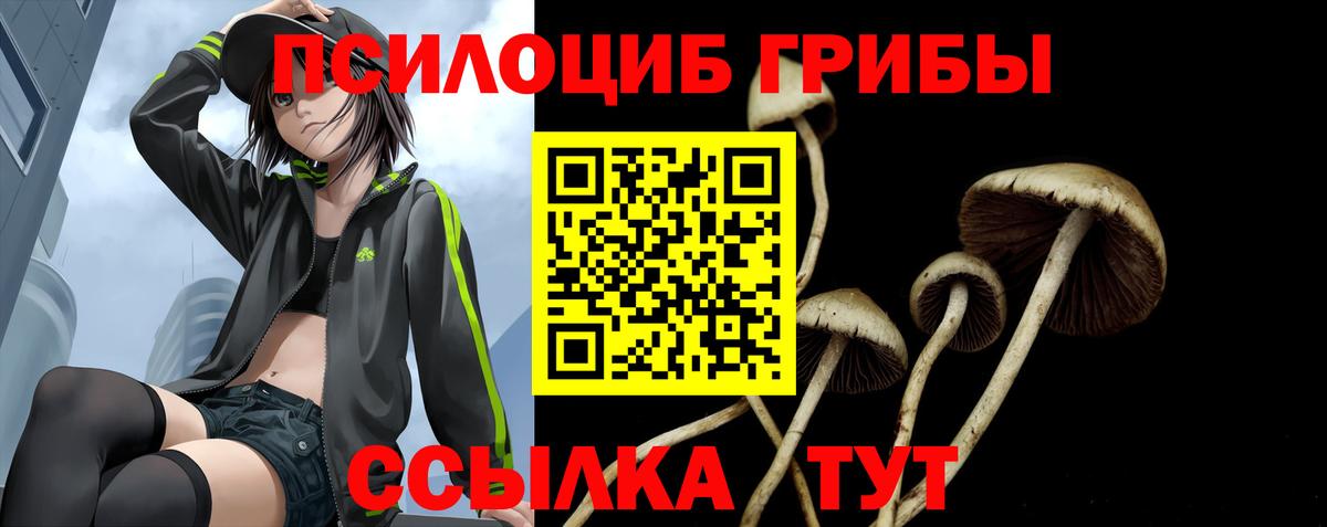 Галлюциногенные грибы Psilocybe Тара
